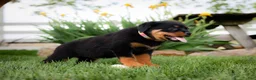 Rottweiler dogs for sale: Unix - Ad 1