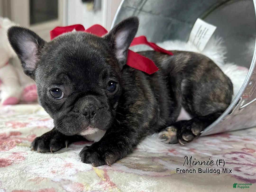 Mixed Breed dogs for sale: Minnie - Ad 5