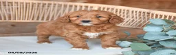 Mini Bernedoodle dogs for sale: Magnolia - Ad 3