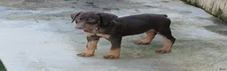 Doberman Pinscher dogs for sale: Doberman Pinscher 1 - Ad 2