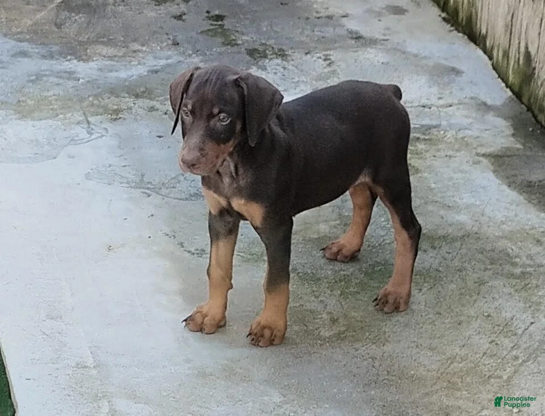Doberman Pinscher dogs for sale: Doberman Pinscher 1 - Ad 2