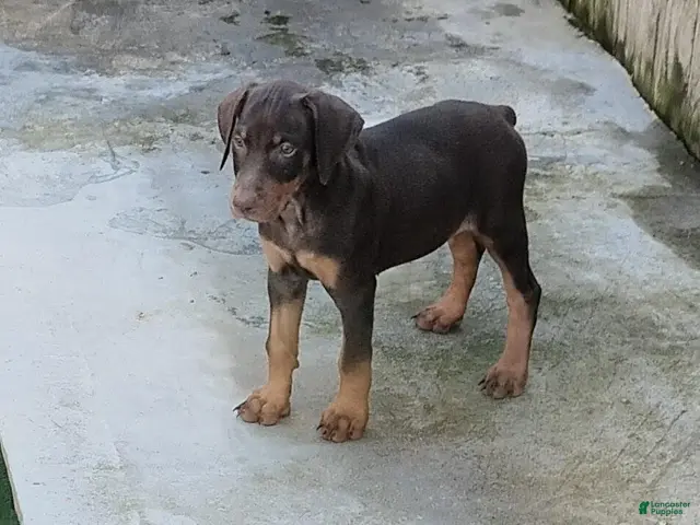 Doberman Pinscher dogs for sale: Doberman Pinscher 1 - Ad 2