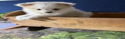 Pomeranian dogs for sale: Rachelle - Ad 21