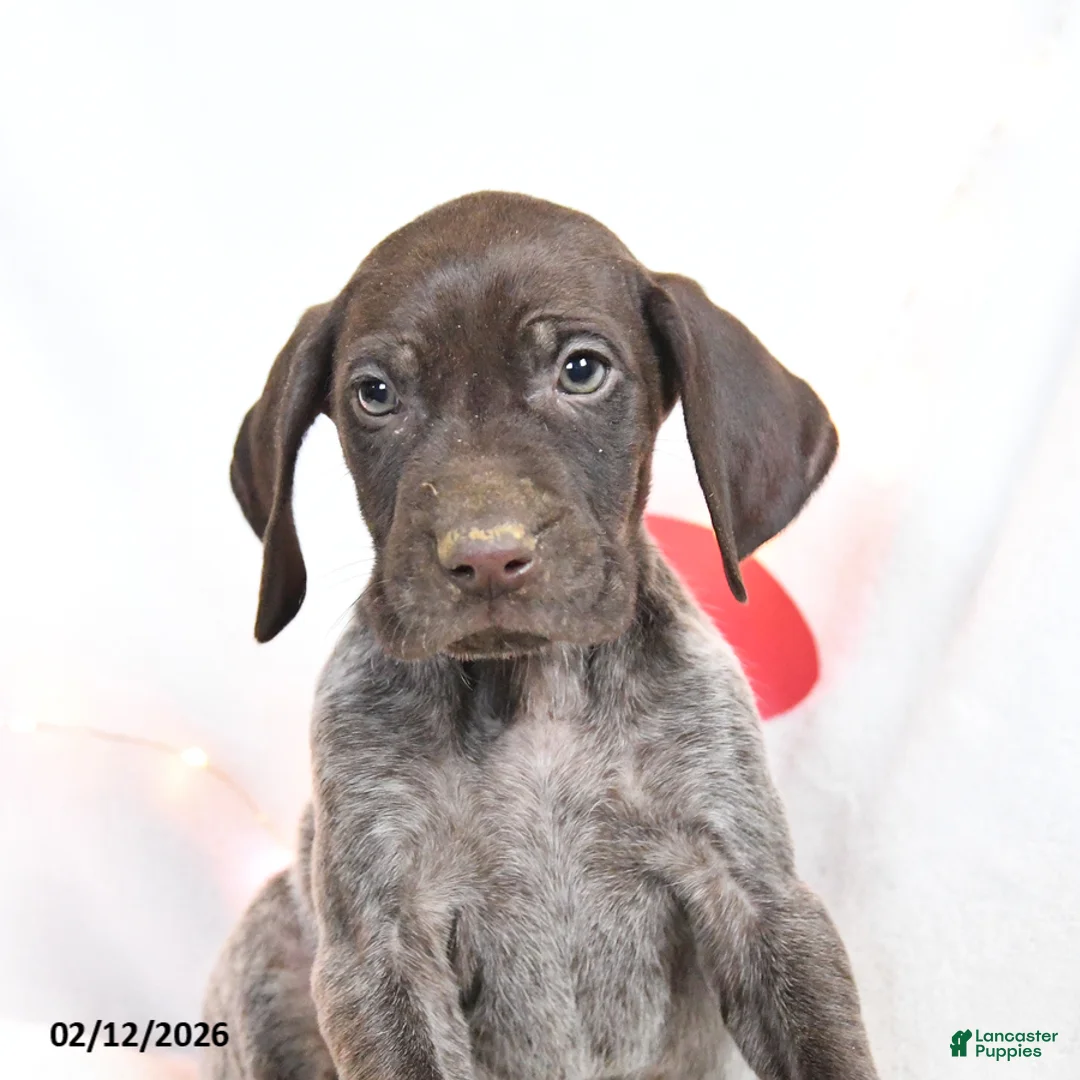 German Shorthaired Pointer dogs for sale: Rusty - Ad 2