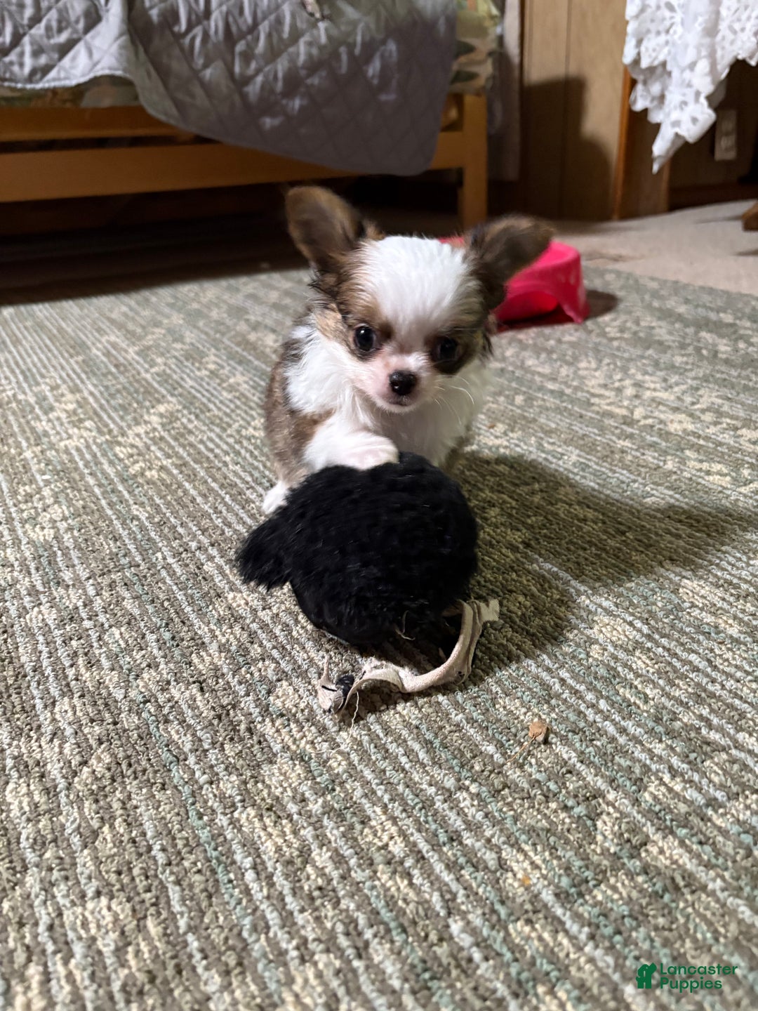 Chihuahua dogs for sale: Chihuahua Puppy 1 - Ad 6