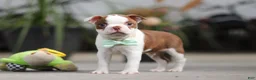 Boston Terrier dogs for sale: Shawn - Ad 6