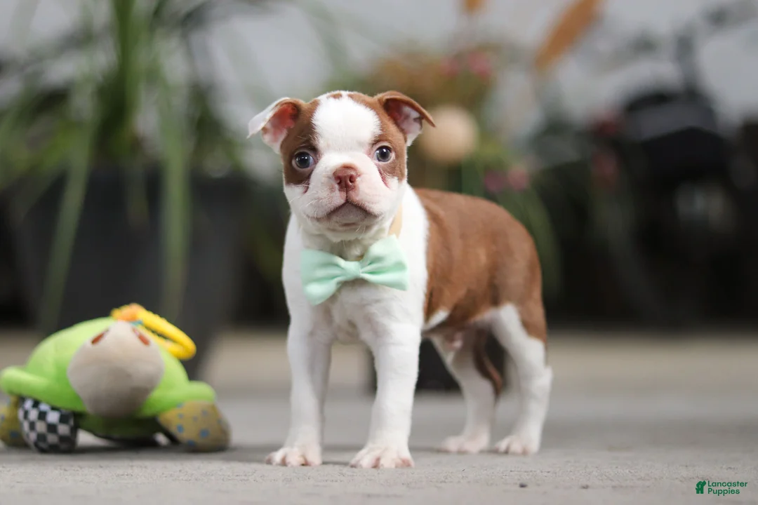 Boston Terrier dogs for sale: Shawn - Ad 6