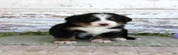 Bernese Mountain Dog dogs for sale: Macy - Ad 2