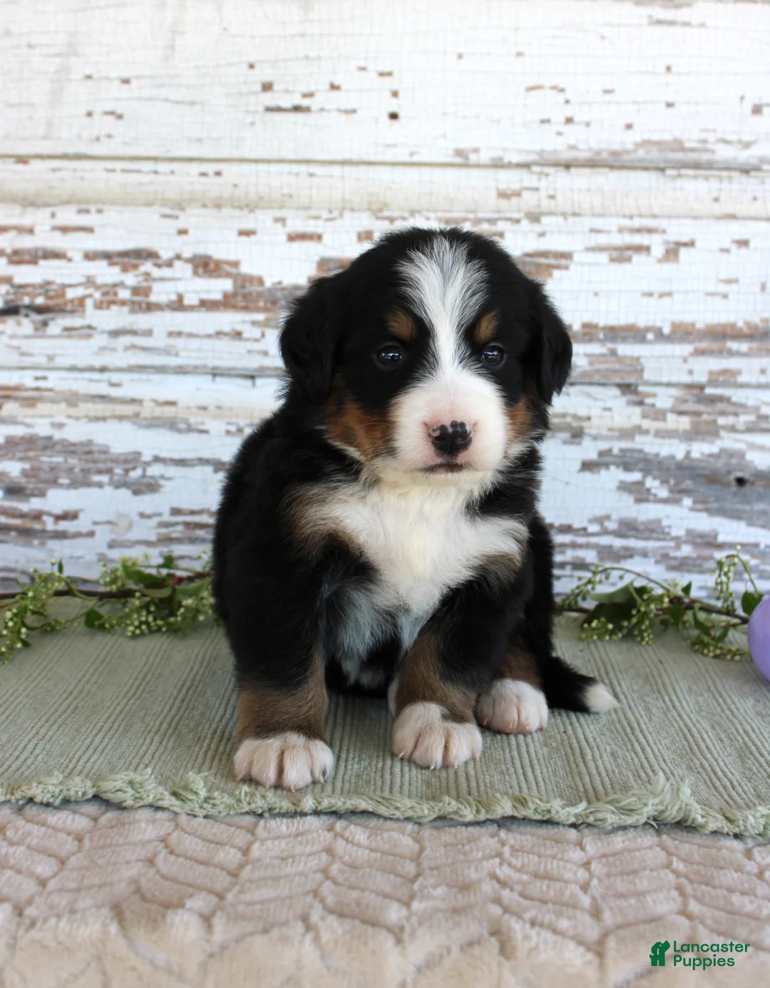 Bernese Mountain Dog dogs for sale: Macy - Ad 2