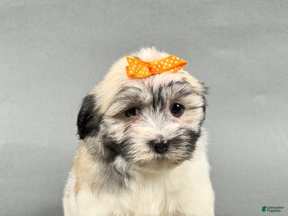 Havanese dogs - Ad 40