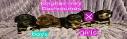 Miniature Dachshund dogs for sale: Hershey - Ad 4