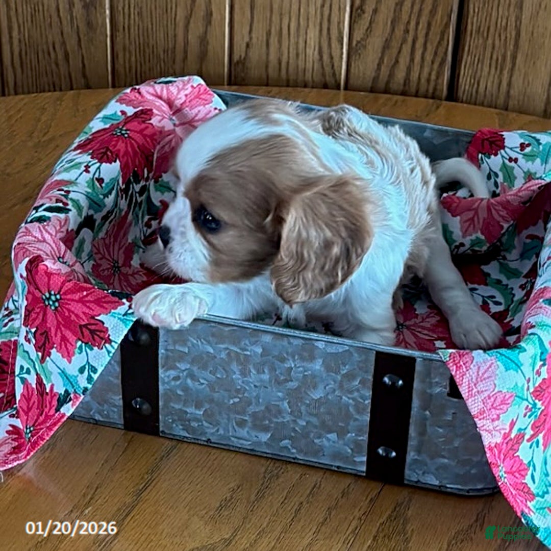 Cavalier King Charles Spaniel dogs for sale: Cinnamon - Ad 2