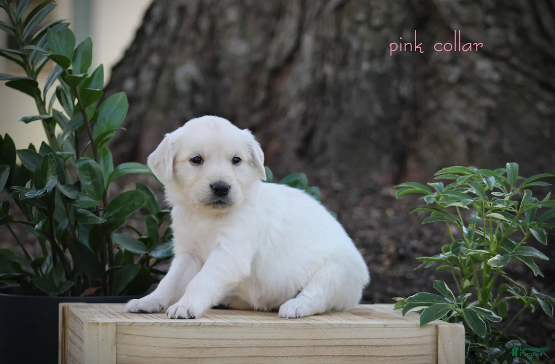Golden Retriever dogs for sale: Golden Retriever Pink Collar - Ad 2