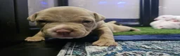 American Bully dogs for sale: American Bully - Bongo  - Ad 3