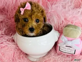 Toy Poodle dogs Toy Poodle Puppy 1 - Ad 15