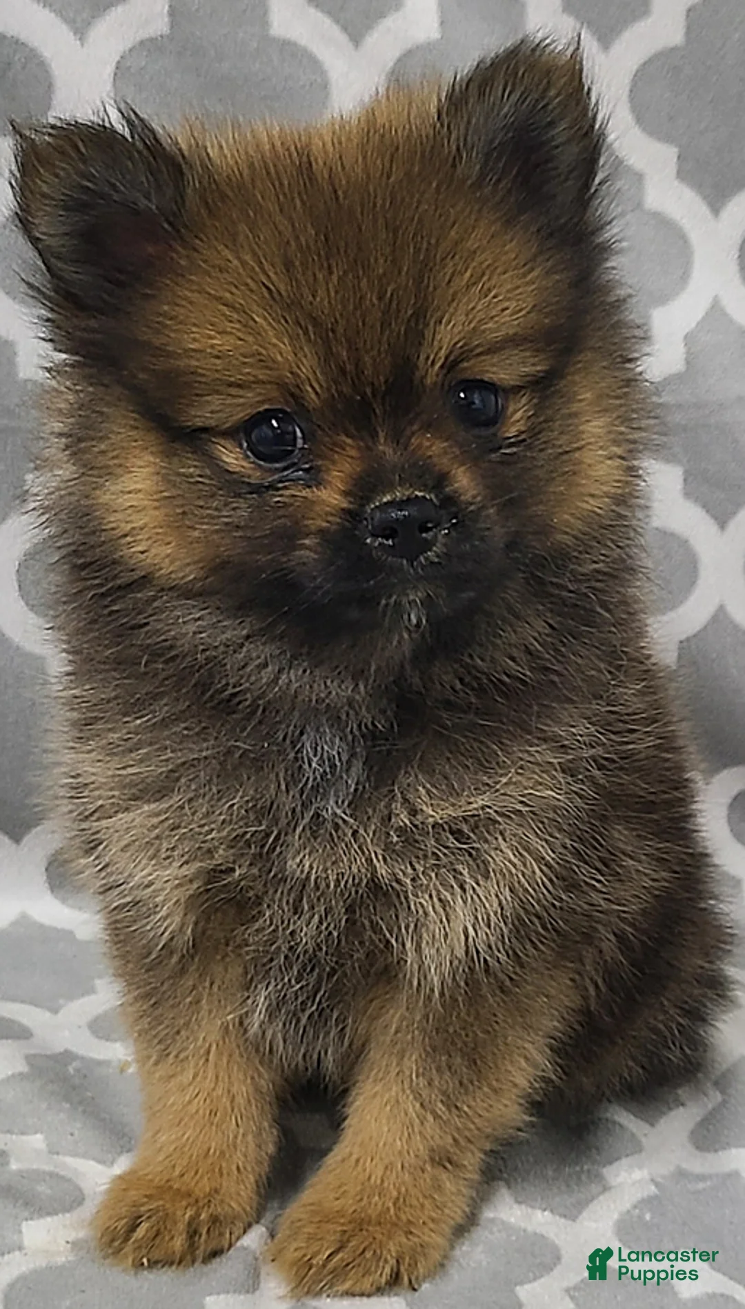 Pomeranian dogs for sale: Cinnamon - Ad 3
