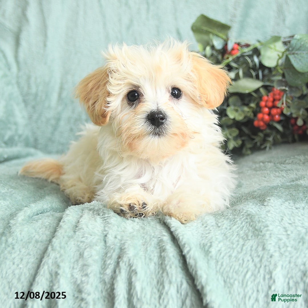 Maltipoo dogs for sale: Leo - Ad 5