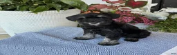 Miniature Schnauzer dogs for sale: Lovely - Ad 13