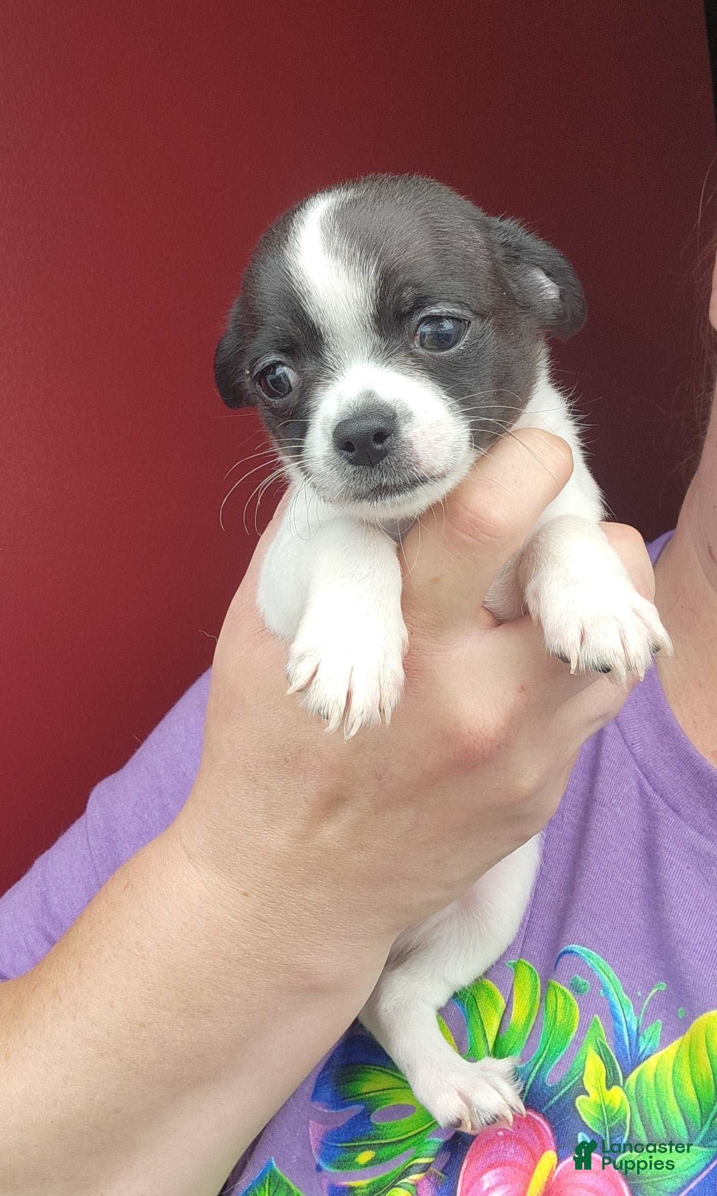Chihuahua dogs SPOT - Ad 1