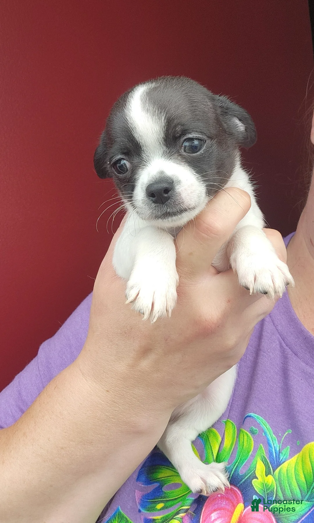 Chihuahua dogs for sale: SPOT - Ad 1