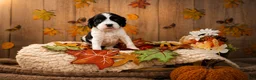 English Springer Spaniel dogs for sale: Donnie - Ad 1