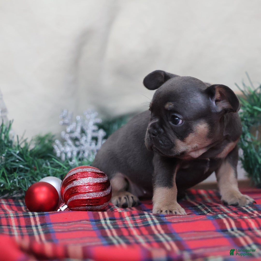French Bulldog dogs for sale: Ashley  - Ad 9