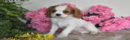 Cavalier King Charles Spaniel dogs for sale: Dolly - Ad 3