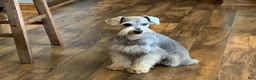 Miniature Schnauzer dogs for sale: Marsha Male 4 - Ad 5