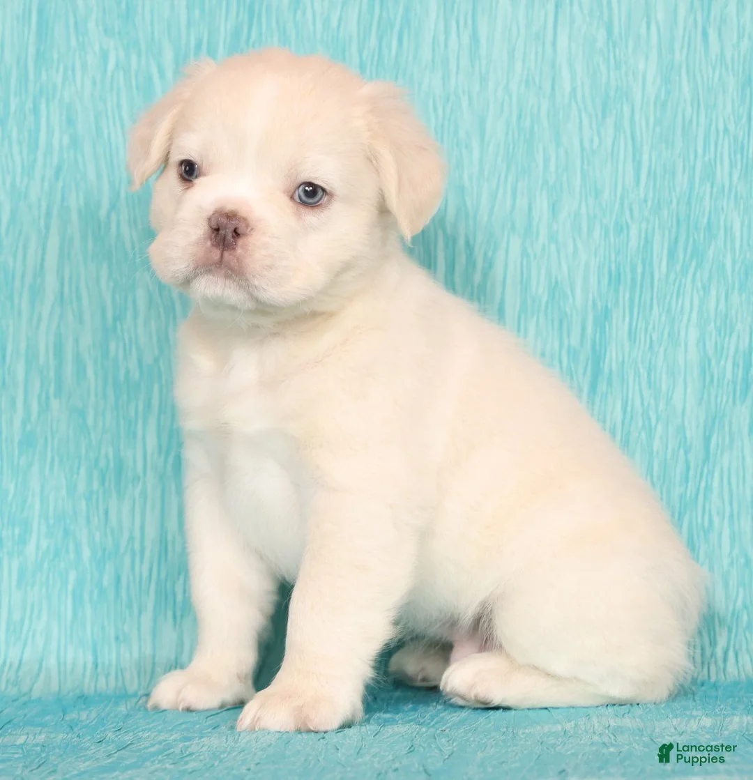 French Bulldog dogs for sale: Scout Fluffy Platinum - Ad 1