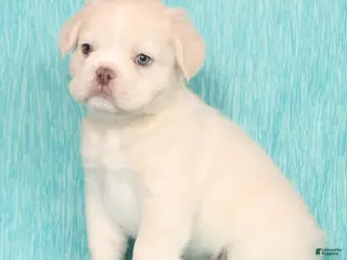 French Bulldog dogs for sale: Scout Fluffy Platinum - Ad 3