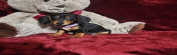 Miniature Dachshund dogs for sale: BAYLEE - Ad 6