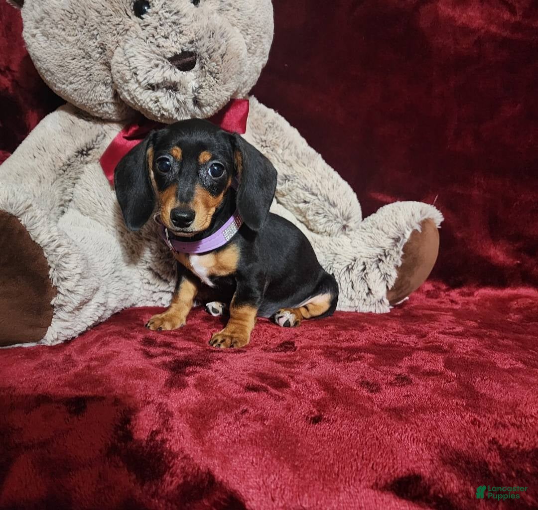 Miniature Dachshund dogs for sale: BAYLEE - Ad 6