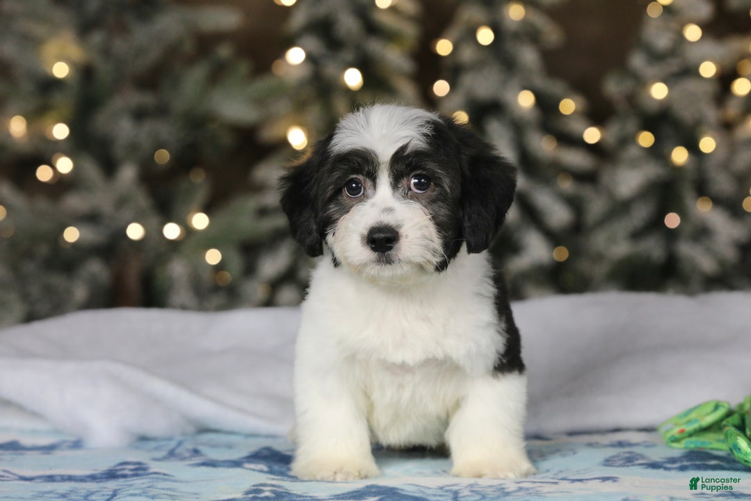 Teddy Bear dogs for sale: Elfie - Ad 30