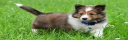 Shetland Sheepdog dogs for sale: Kevin - Ad 8