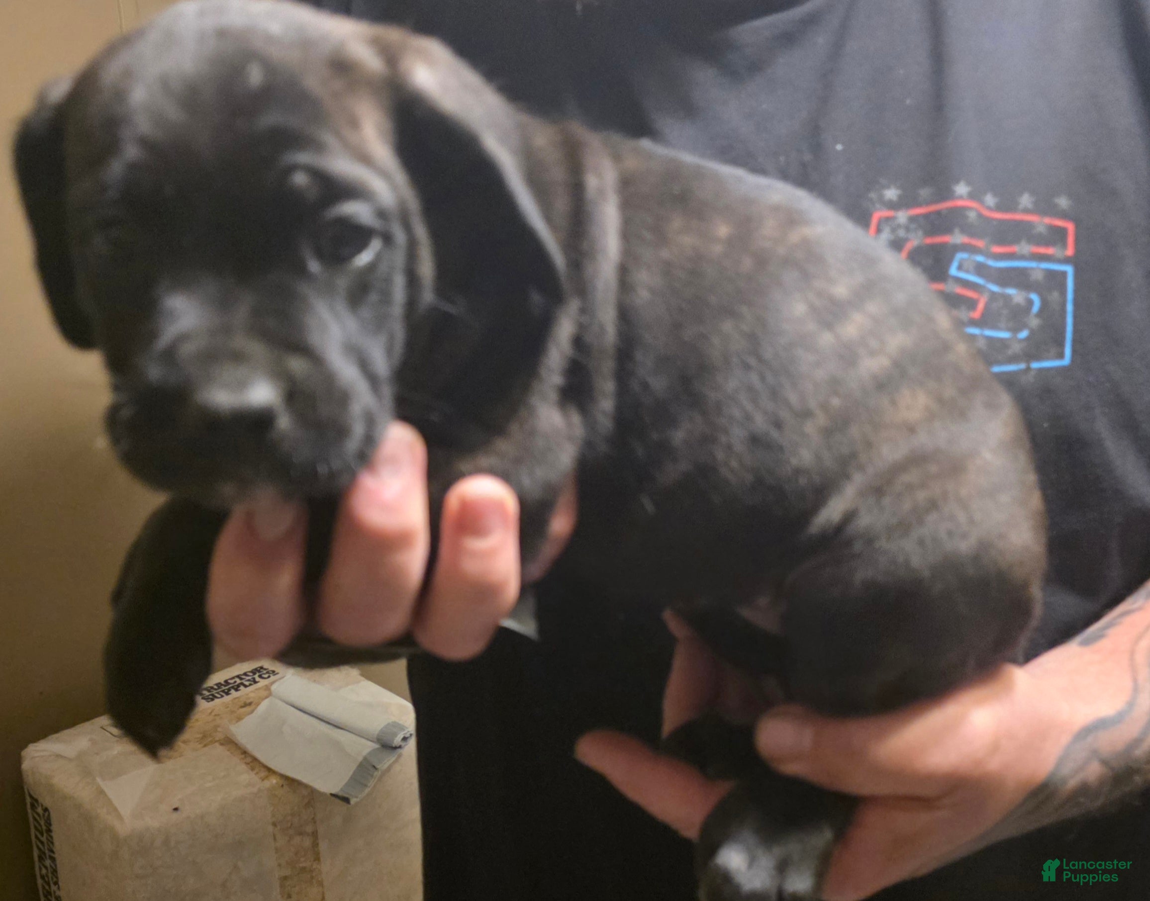 Cane Corso dogs Cane Corso Puppy 5 - Ad 3