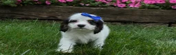 Cavapoo dogs for sale:  Parker🐾 - Ad 5