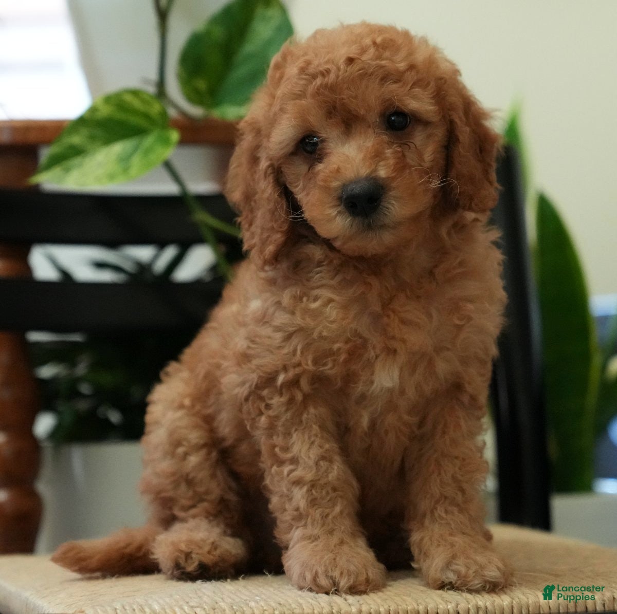 Mini Goldendoodle dogs Remington - Ad 1