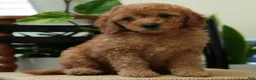 Mini Goldendoodle dogs for sale: Remington - Ad 1