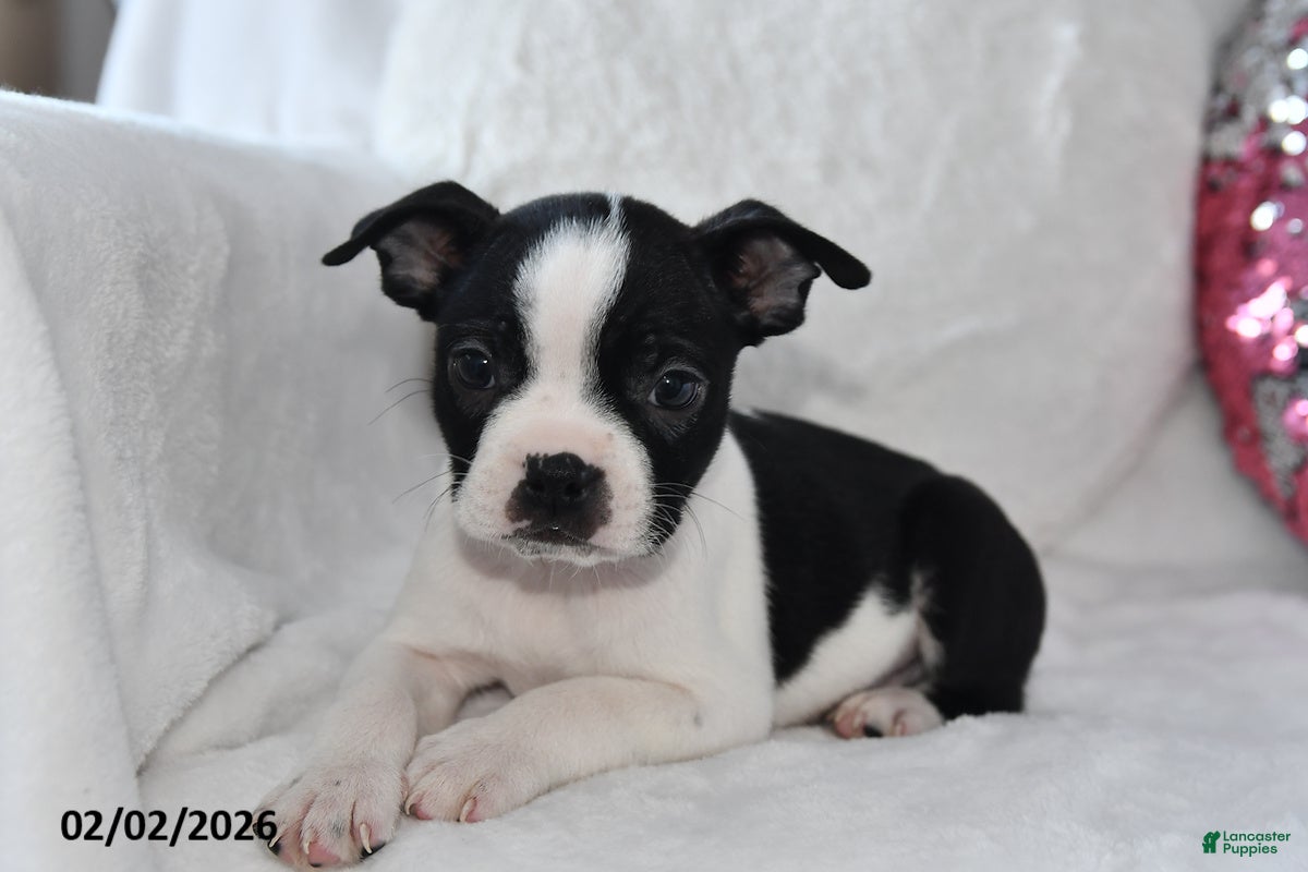 Boston Terrier dogs Montey - Ad 2