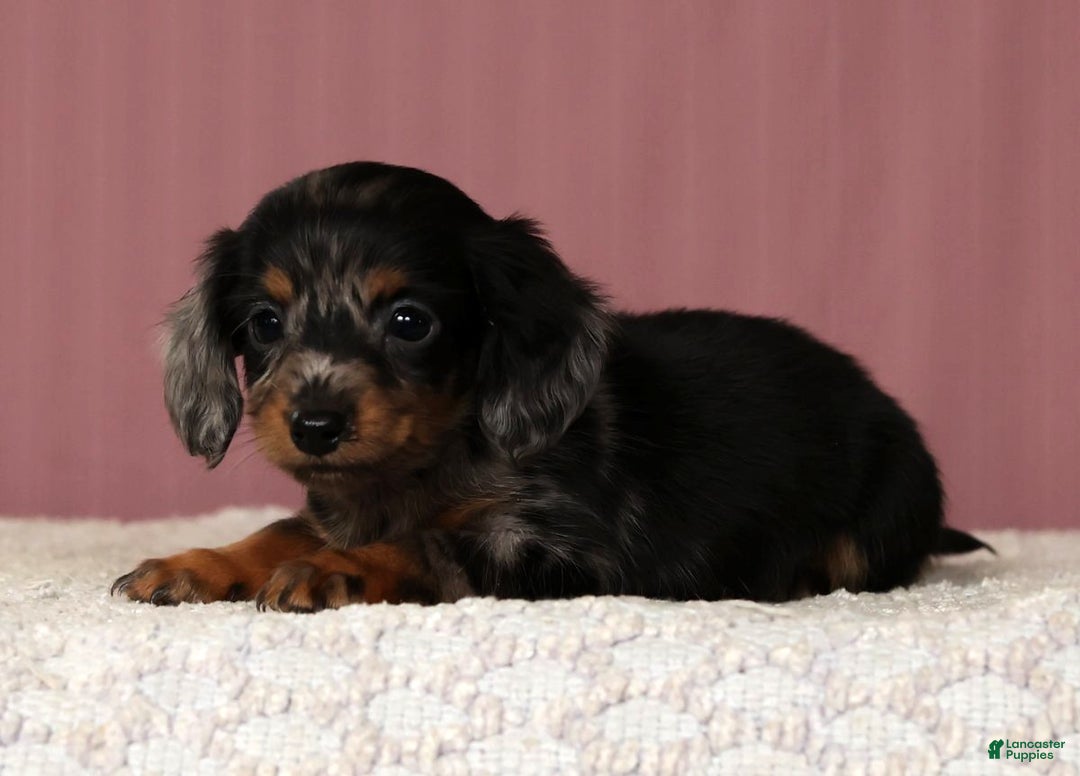 Miniature Dachshund dogs for sale: Korey - Ad 5