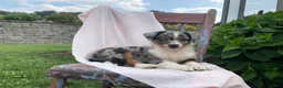 Australian Shepherd dogs for sale: Kody - Ad 3