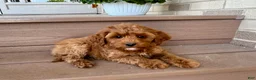 Cockapoo dogs for stud: Cockapoo 4 puppies - Ad 24