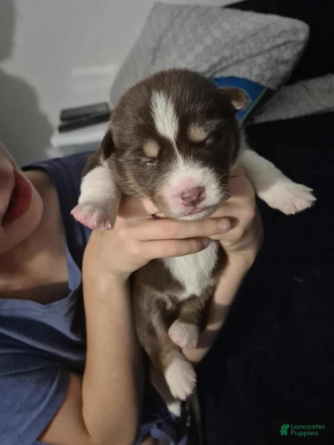 Mixed Breed dogs for sale: Mixed Breed 7 - Ad 2