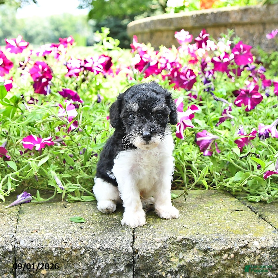 Toy Poodle dogs Max    EXTRA SMALL - Ad 2