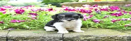 Toy Poodle dogs for sale: Max    EXTRA SMALL - Ad 2