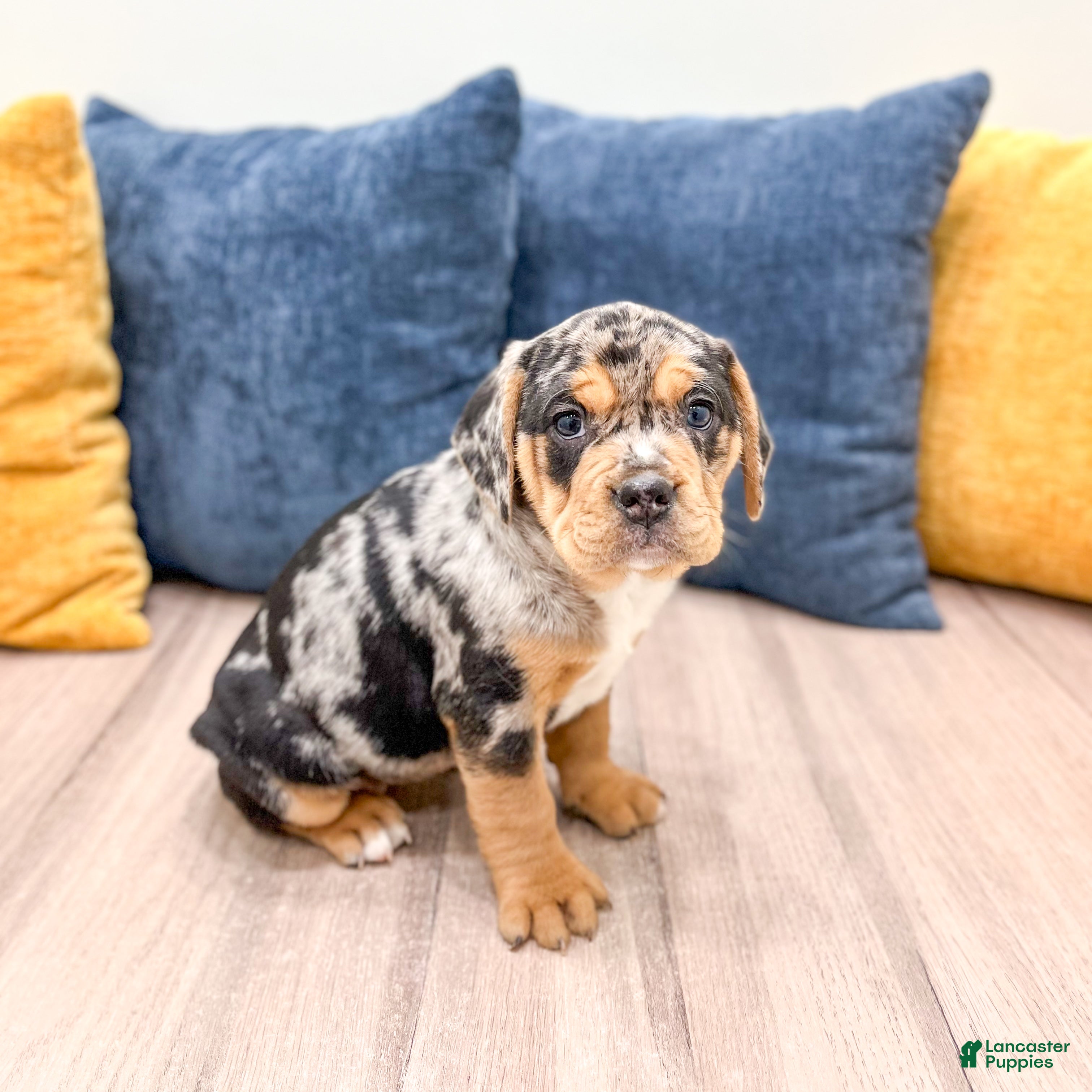 Mixed Breed dogs Gia - Ad 1