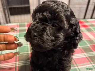 Yorkiepoo dogs for sale: Yorkiepoo Puppy 2 - Ad 2