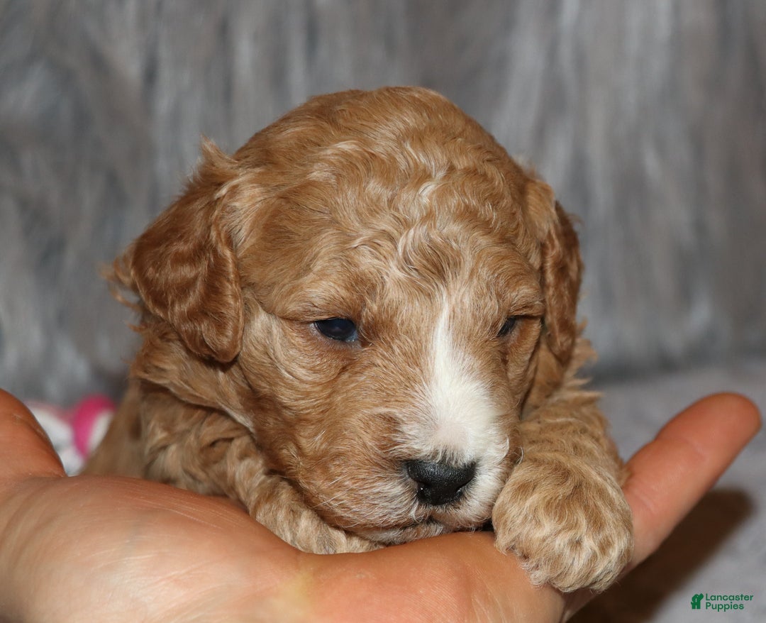 Mini Goldendoodle dogs for sale: Wendy 🌷👨‍👨‍👧‍👦💞🐕 - Ad 15