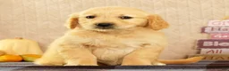 Golden Retriever dogs for sale: Janet - Ad 4