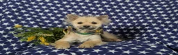 Pomeranian dogs for sale: Cagney - Ad 5
